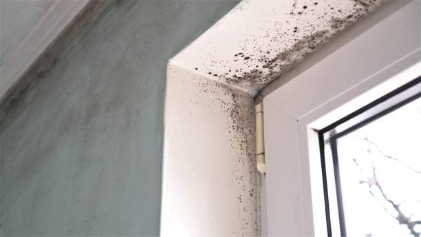 Best Mold Removal Near Me  in Holiday Heights, NJ